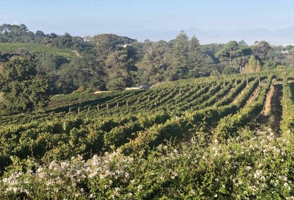 Constantia Vineyards